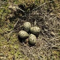 Vier Vogeleier liegen in einem Nest
