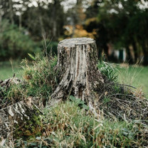 Eine Detailaufnahme eines Baumstumpfes, der sich auf einer Wiese befindet.