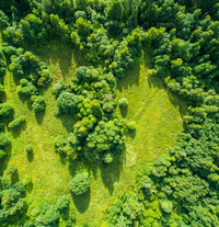 Luftbild von einem grünen Wald