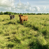 Zwei Kühe auf einer grünen Wiese