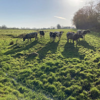 Eine Herde von Kühen steht auf einer Wiese