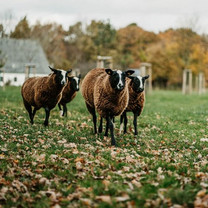 Vier Schafe stehen als Herde auf einer Streuobstwiese.