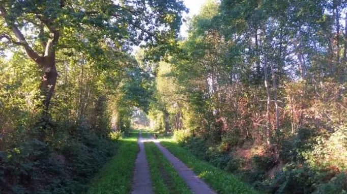Ein Knick im Wald