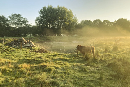 Eine Kuh im Morgengrauen auf landwirtschaftlicher Fläche