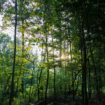 Durch die Baumkonen im Wald scheint die Sonne.