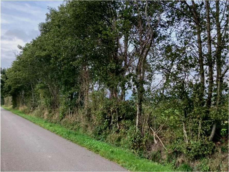 Blick auf einen Knick am Straßenrand